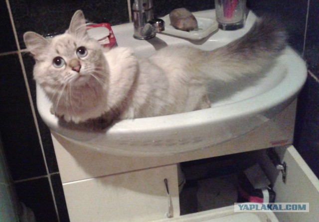 Котовторник 17.06.2014