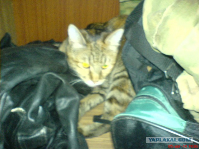Котовторник 05.08.2014