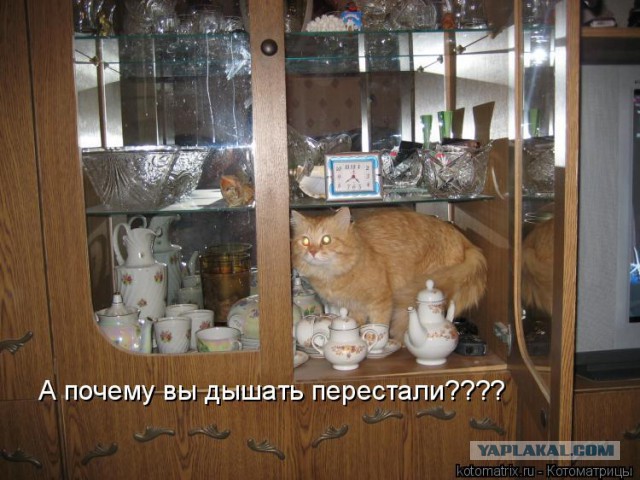 Заведу себе кота только ради того