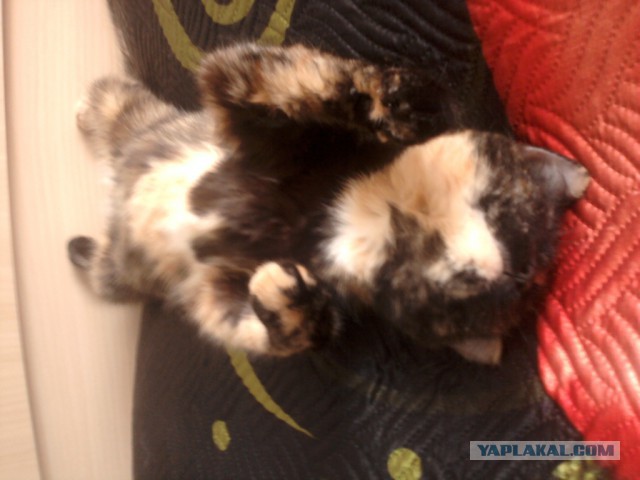 Котовторник 23.09.2014.
