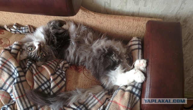 Котовторник 21.10.2014