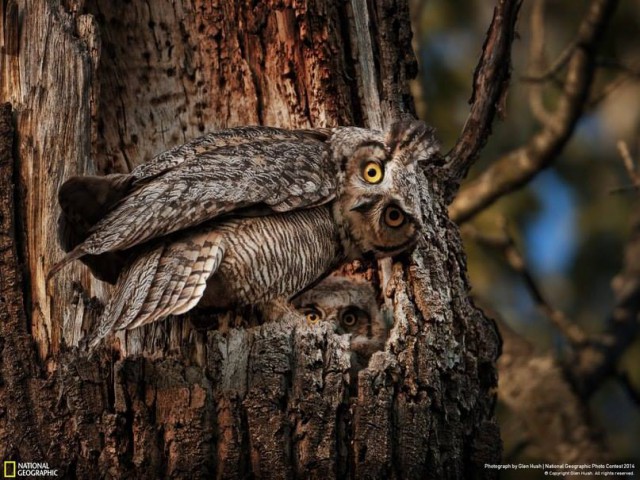 National Geographic,избранное...