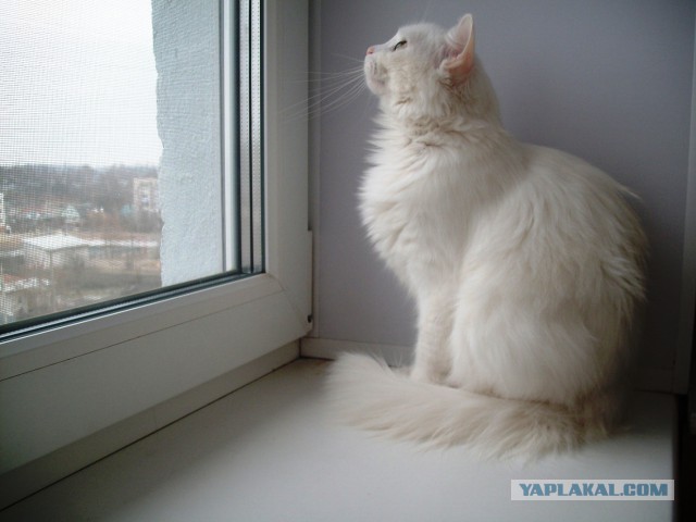 Котовторник 25.11.2014