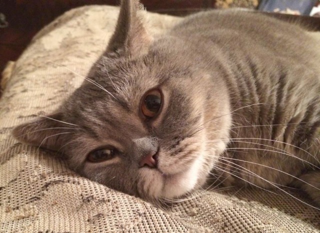 Котовторник 9.12.2014