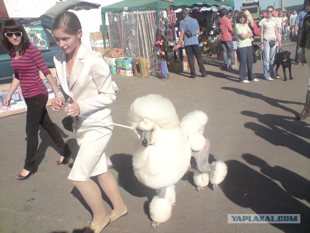 Всероссийская выставка собак