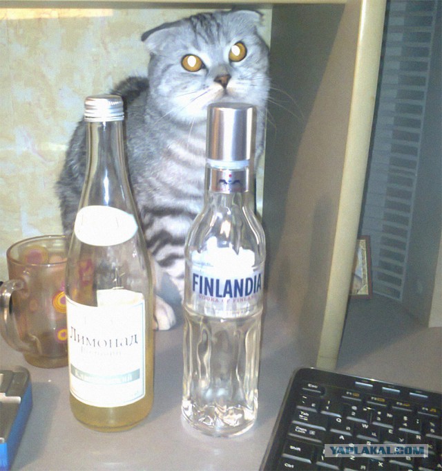 Котовторник 23.12.2014