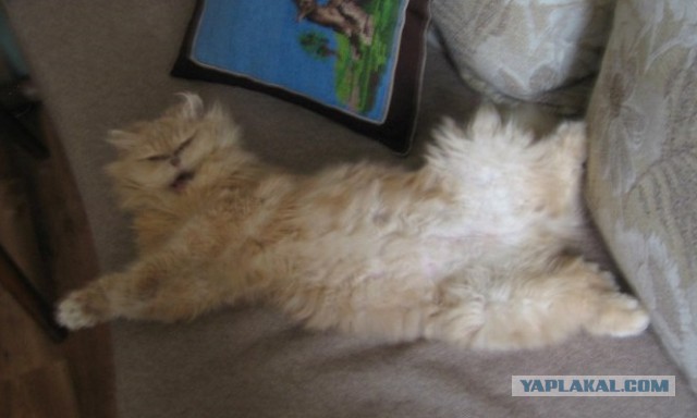 Котовторник