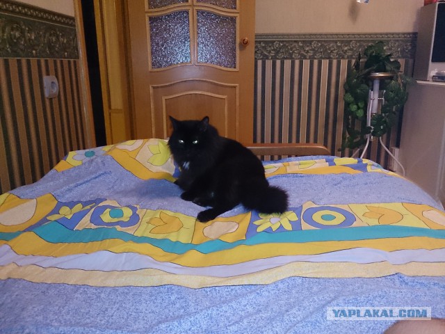 Котовторник