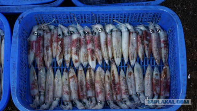 Рынок морепродуктов о. Фукуок
