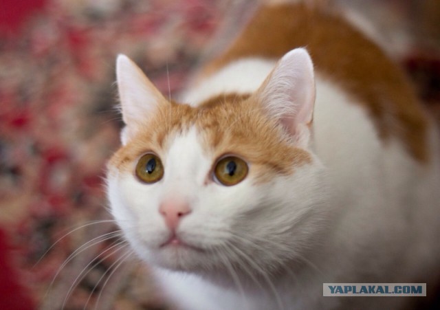 Котовторник 28.04.2015