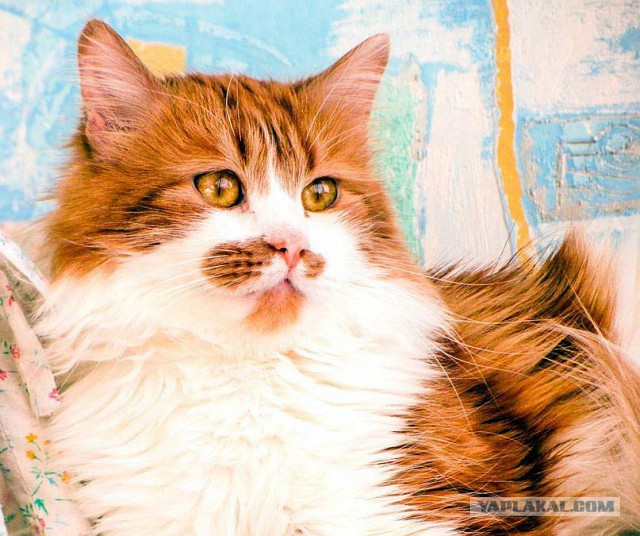 Котовторник