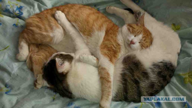 Котовторник однако