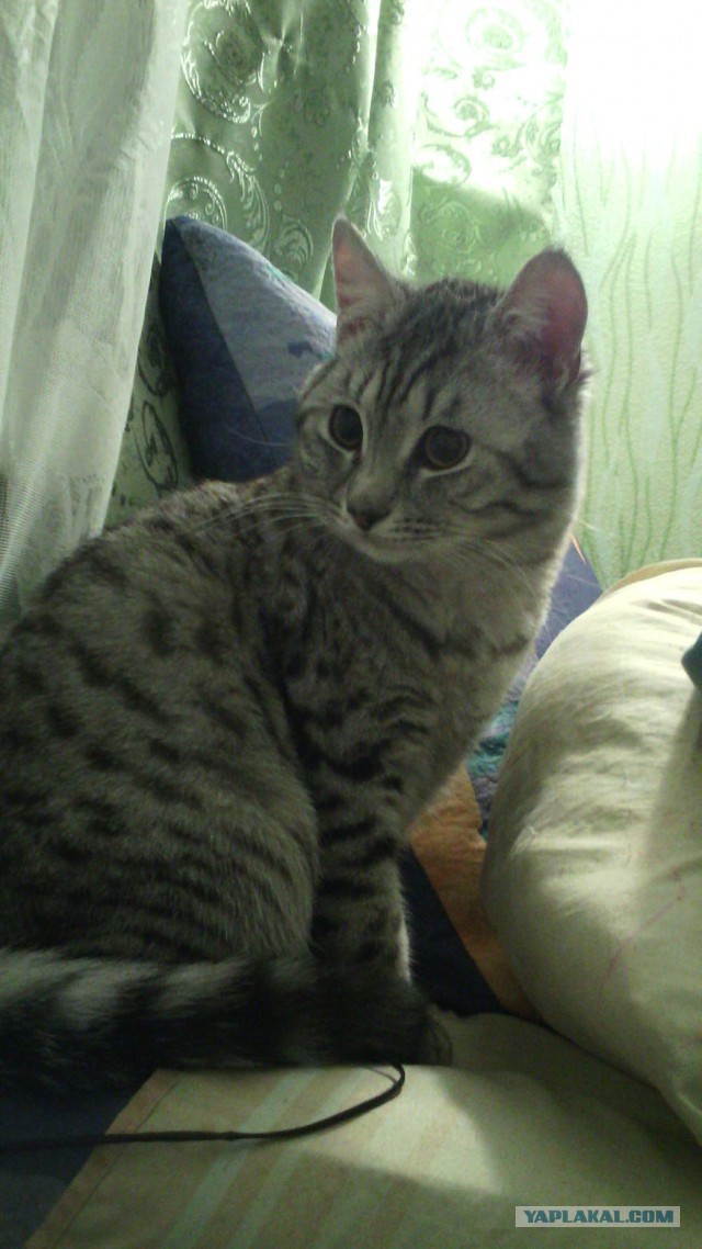Котовторник  21.07.2015