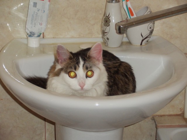 Кошка SOSка