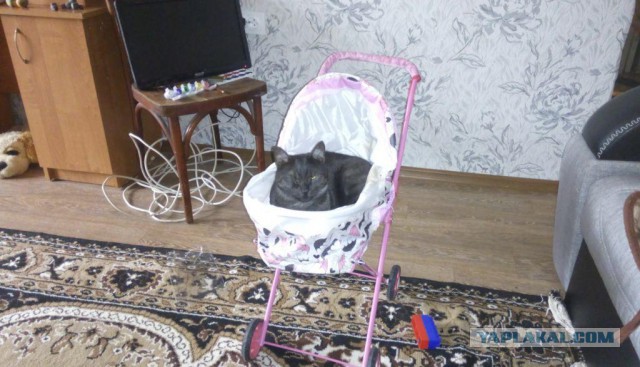 К зиме готов