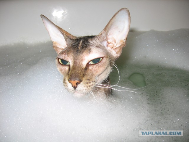 Любитель ванн