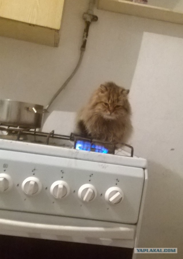 Котовторник 16.02.16