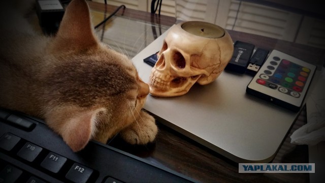 Котовторник 16.02.16