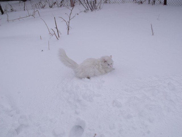Котовторник  01.03.2016