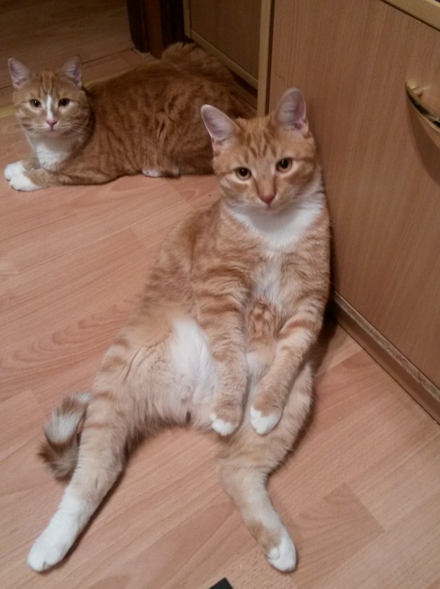 Выборка фотогеничных котэнов