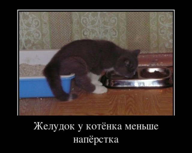 Демы к котовторнику!