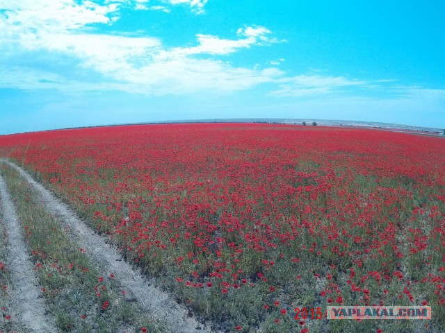 Степи Казахстана