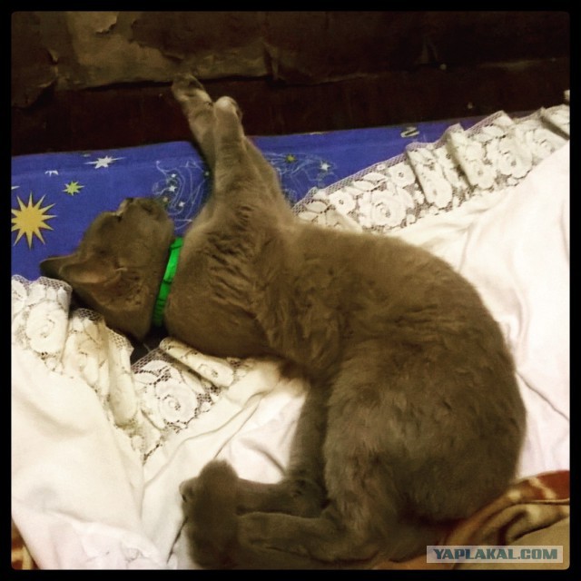 Котовторник 27.09.16