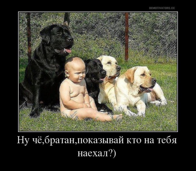 Порция картинок из сети.