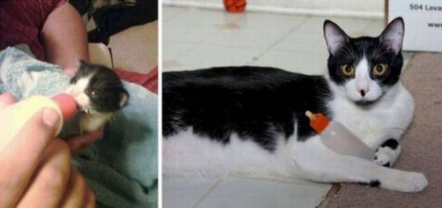 Коты из сети
