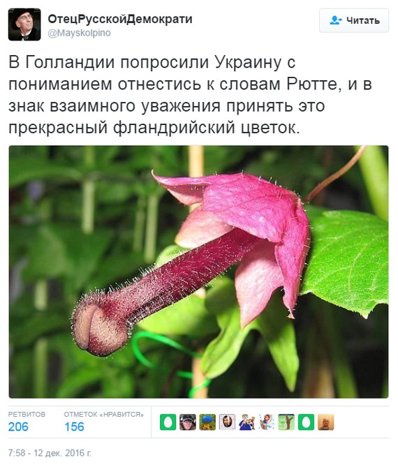 Фландрийский цветок