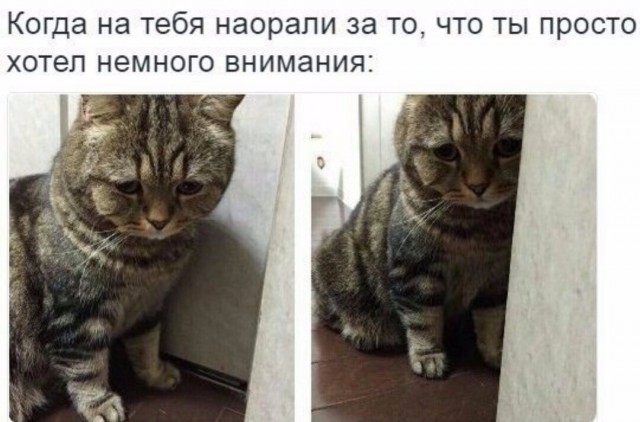 Коты из сети
