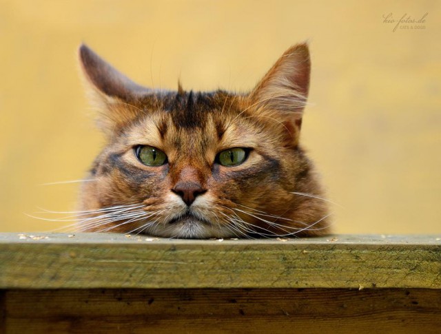 Коты из сети