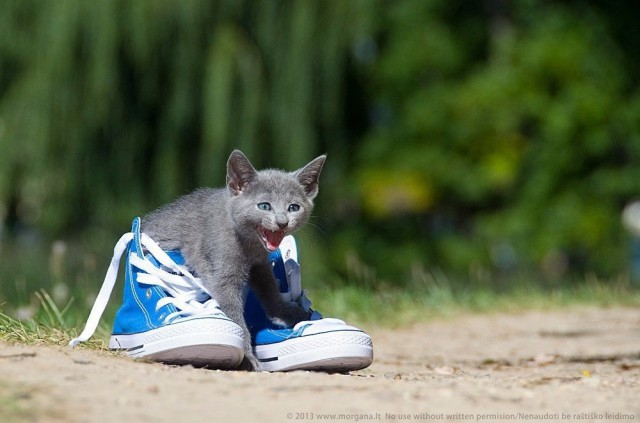 Коты и Кошки