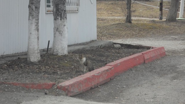 Коты и Кошки
