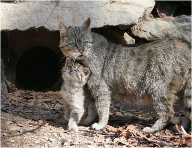 Европейский дикий кот
