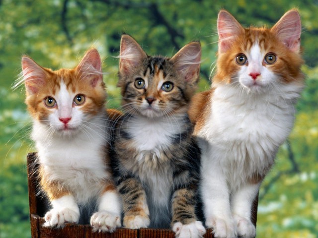 Коты и Кошки