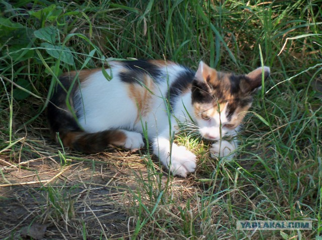 Котейко из приюта.