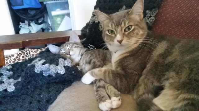 Коты и Кошки