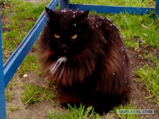 Котовторник