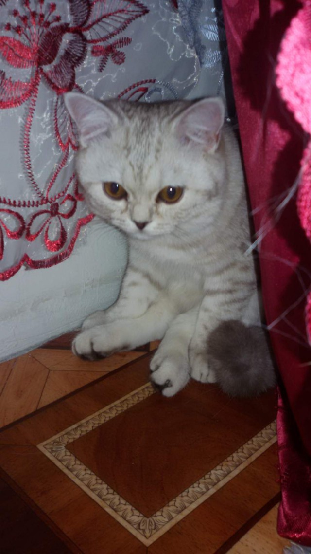 Котовторник  14.11.2017