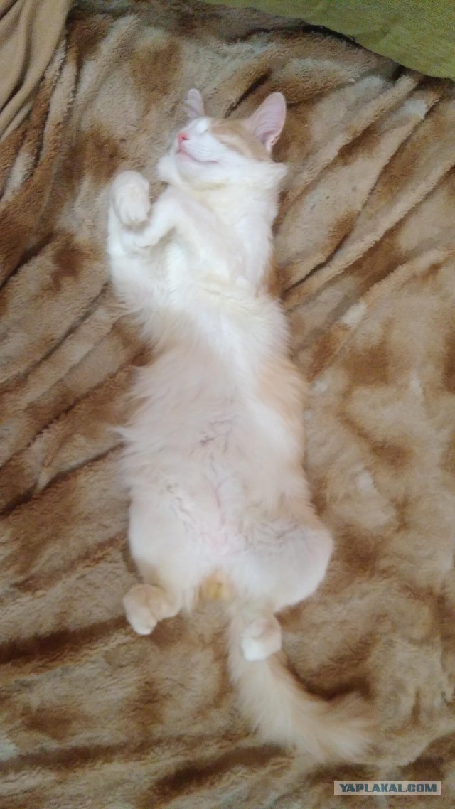 Котовторник  23.01.2018