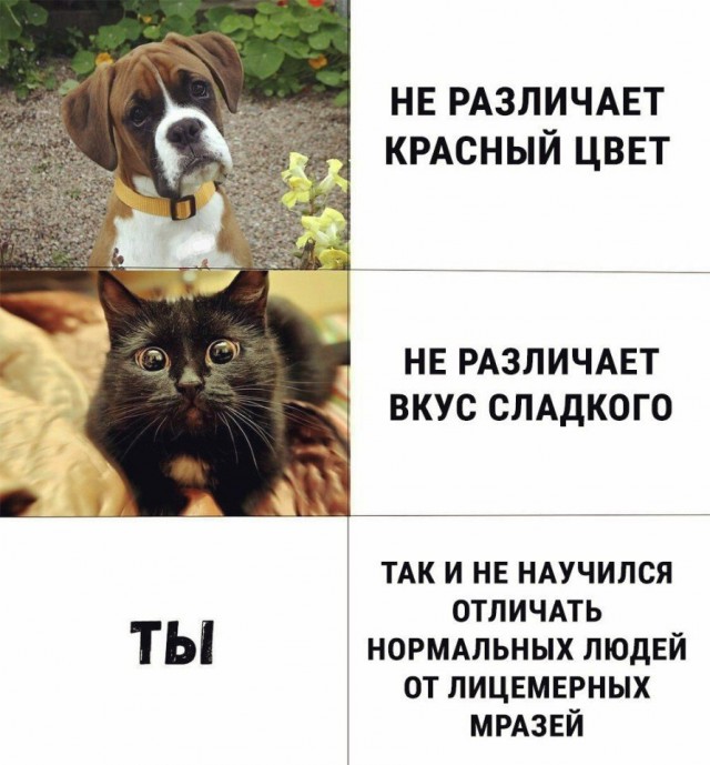 Прикольные картинки обо всём