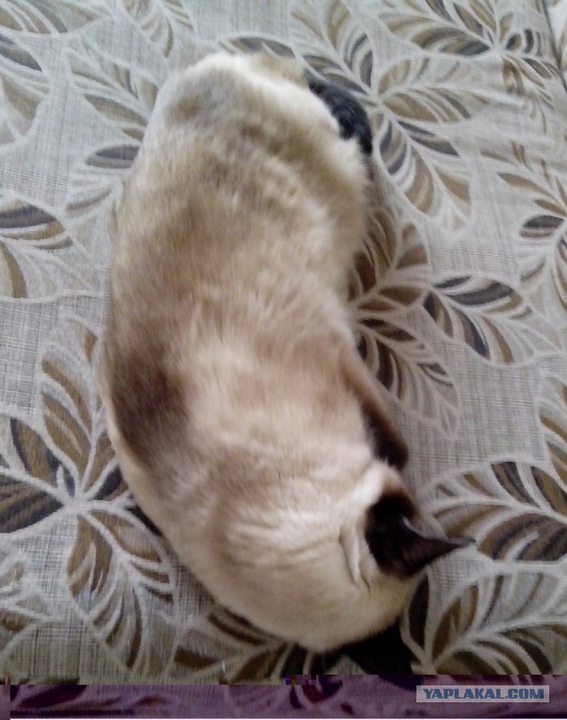 Котовторник  01.05.2018