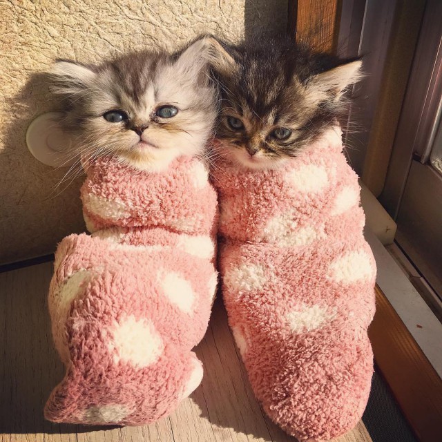 Прикольных котов пост