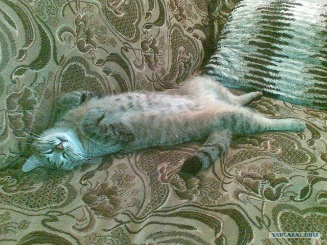 Котовторник на ЯПлакалъ (27.05.08), прикольные коты, добавляем свои!