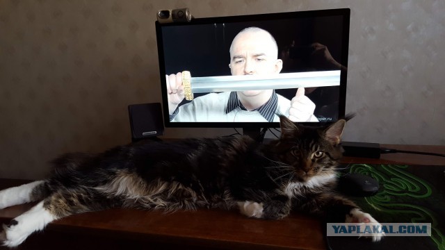 "Лапа хозяина" и "усы ..." его же. Котовторник 17.07.2018.