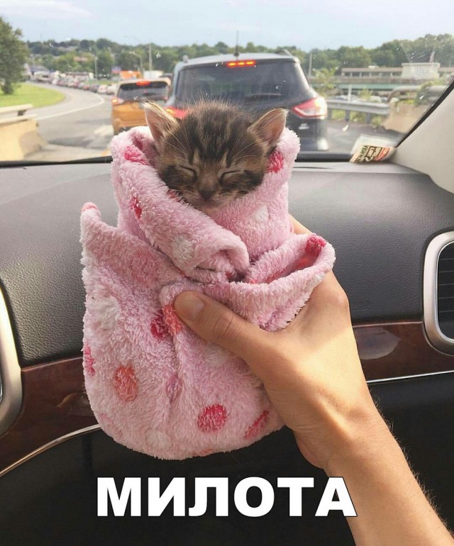 Прикольных котов пост