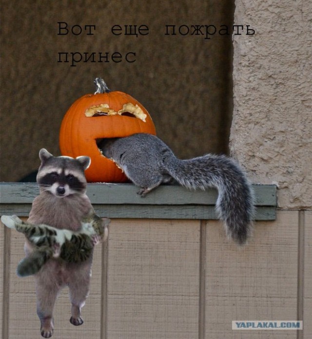 Хэллуинские белки