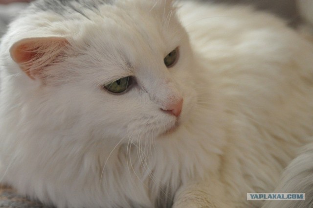 Котовторник уже сегодня!
