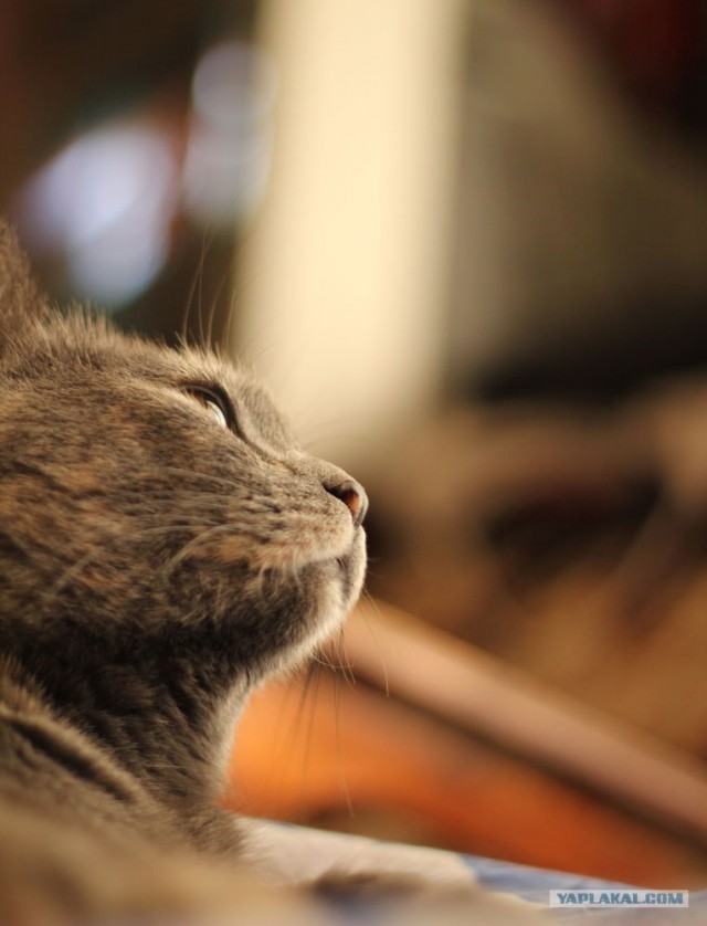 Котовторник  07.06.11